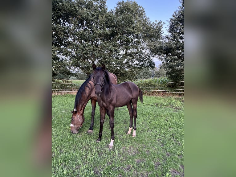 Mecklenburg Stallone Puledri (04/2026) 175 cm Baio scuro in Nordhorn