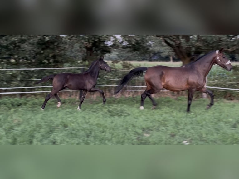 Mecklenburg Stallone Puledri (04/2026) 175 cm Baio scuro in Nordhorn