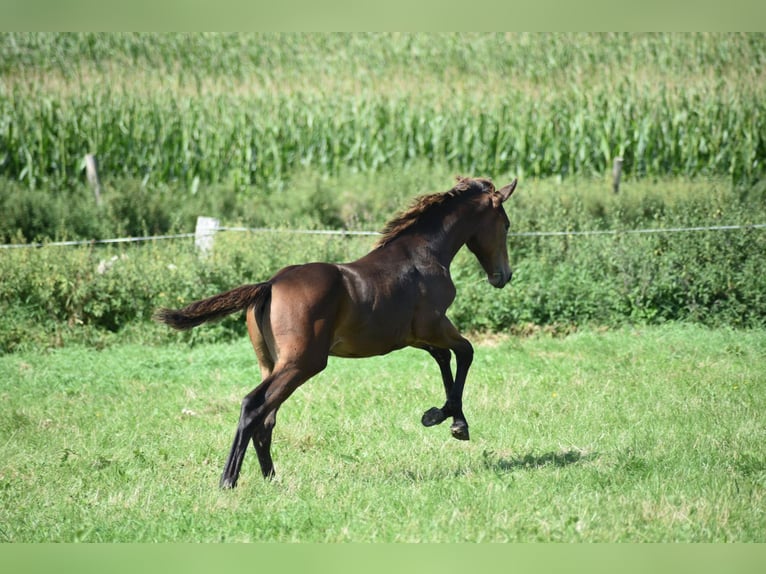 Mecklenburg Stallone Puledri (04/2025) Baio scuro in Rosenow