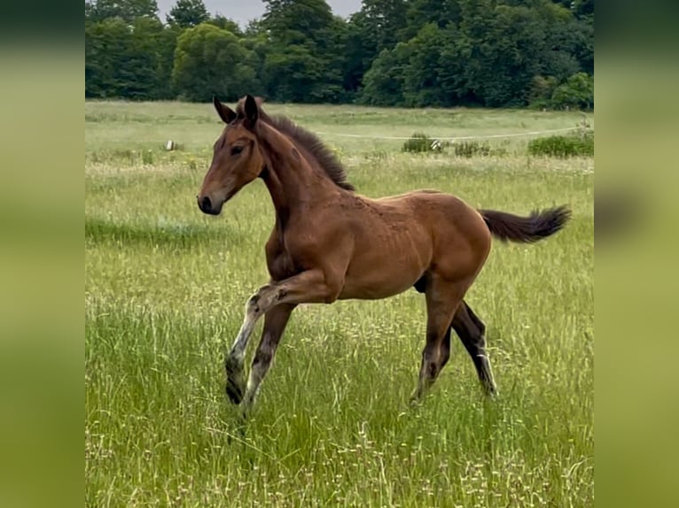 Mecklenburg Stallone Puledri (04/2025) Baio scuro in Rosenow