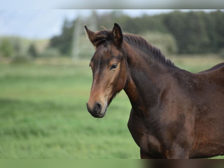 Mecklenburg Stallone Puledri (04/2025) Baio scuro in Rosenow
