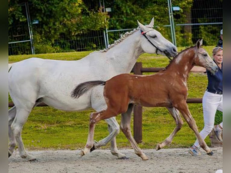 Mecklenburg Stallone Puledri (05/2026) Grigio in Weitenhagen