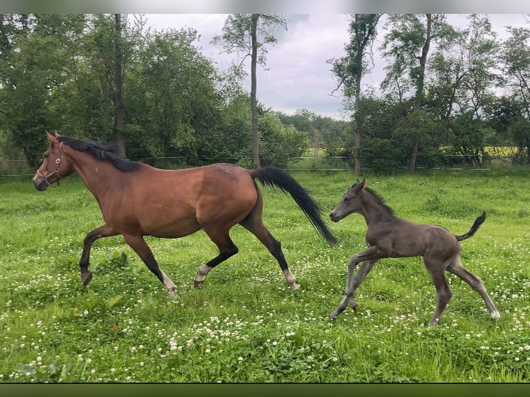 Mecklenburg Stallone Puledri (05/2026) Morello in Papenhagen