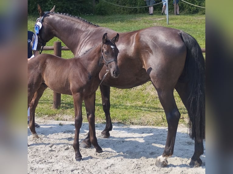 Mecklenburg Stallone Puledri (06/2024) Sauro scuro in Neu Krenzlin