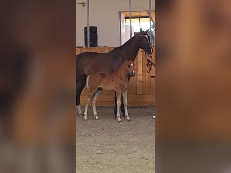 Mecklenburg Stallone Puledri (05/2026) Sauro scuro in Penkow