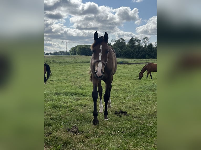 Mecklenburg-varmblod Hingst 1 år 165 cm in Papenhagen