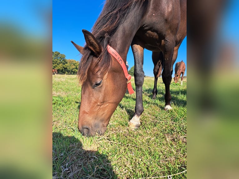 Mecklenburg-varmblod Hingst 1 år Mörkbrun in Luckau + Redefin