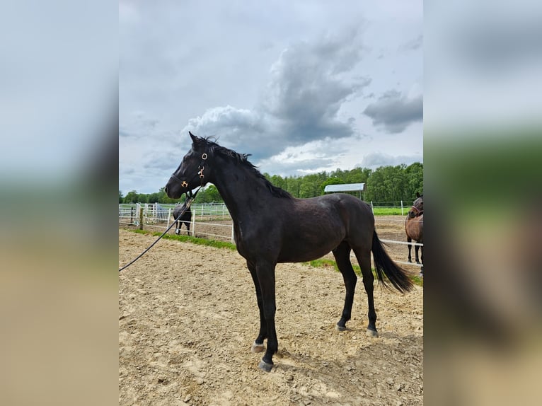 Mecklenburg-varmblod Hingst 2 år 169 cm Svart in Gudow