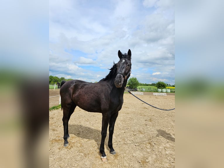 Mecklenburg-varmblod Hingst 2 år 169 cm Svart in Gudow