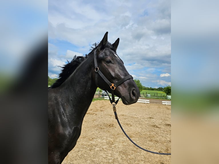 Mecklenburg-varmblod Hingst 2 år 169 cm Svart in Gudow