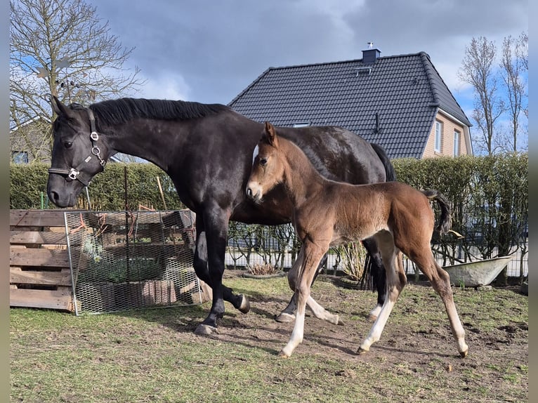 Mecklenburg-varmblod Hingst Föl (03/2024) 140 cm Mörkbrun in Schlagsdorf