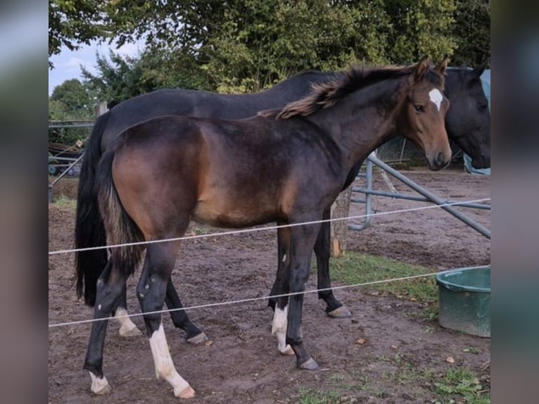 Mecklenburg-varmblod Hingst Föl (03/2024) 148 cm Mörkbrun in Schlagsdorf