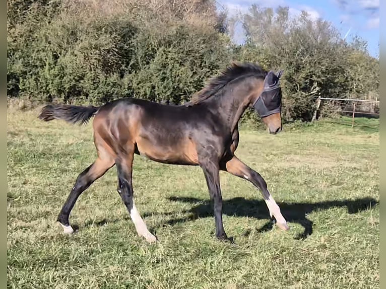 Mecklenburg-varmblod Hingst Föl (03/2024) 148 cm Mörkbrun in Schlagsdorf