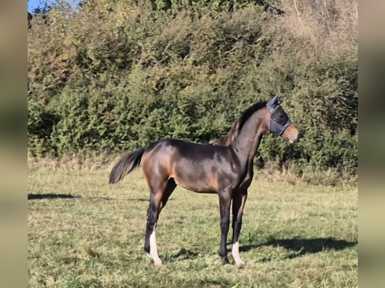 Mecklenburg-varmblod Hingst Föl (03/2024) 148 cm Mörkbrun in Schlagsdorf