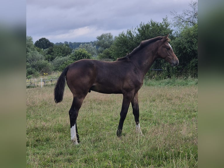 Mecklenburg-varmblod Hingst Föl (03/2024) 148 cm Mörkbrun in Schlagsdorf