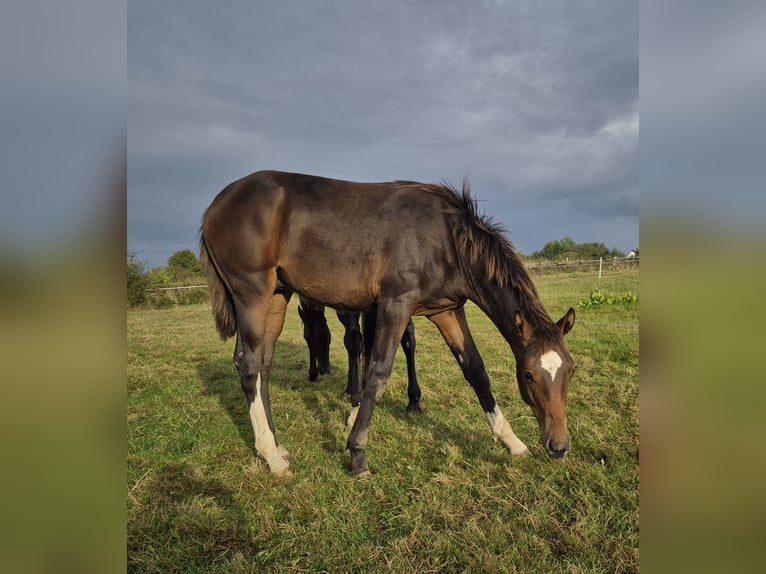 Mecklenburg-varmblod Hingst Föl (03/2024) 148 cm Mörkbrun in Schlagsdorf