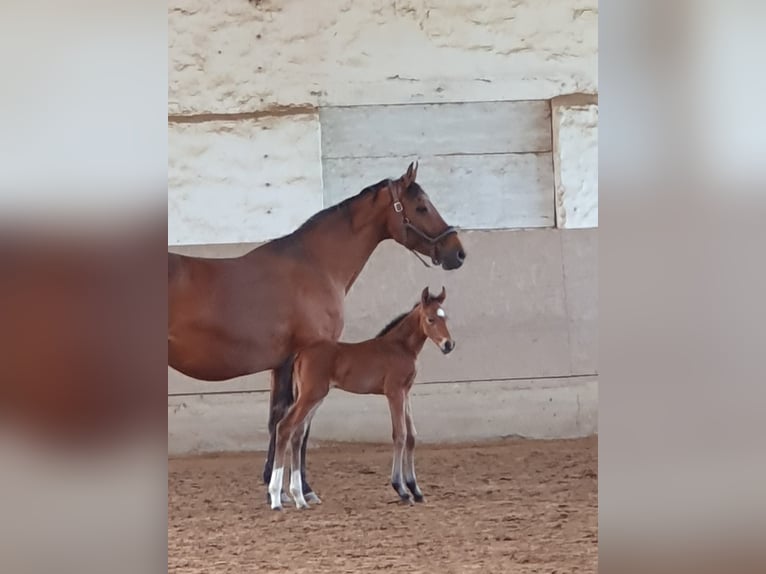 Mecklenburg-varmblod Hingst Föl (04/2024) 165 cm Brun in Klütz