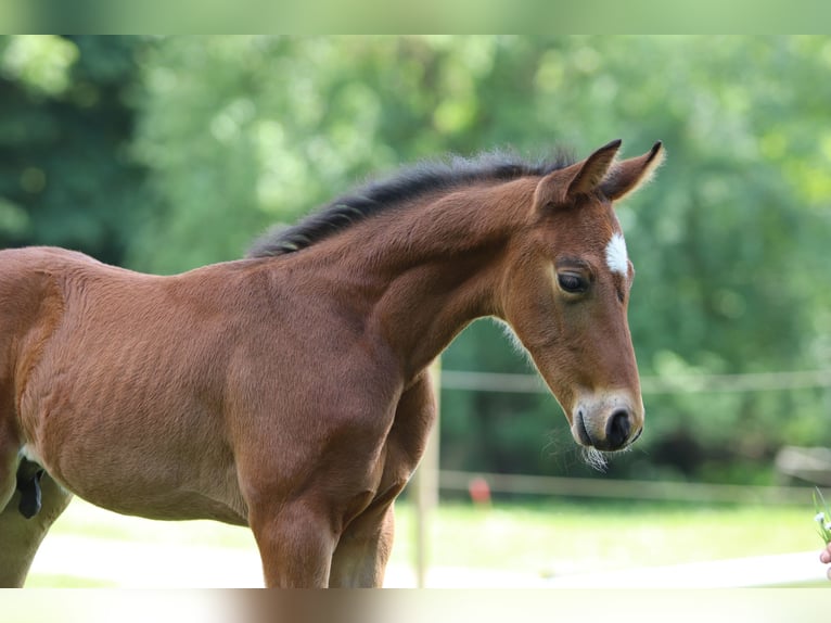 Mecklenburg-varmblod Hingst Föl (04/2024) 165 cm Brun in Klütz