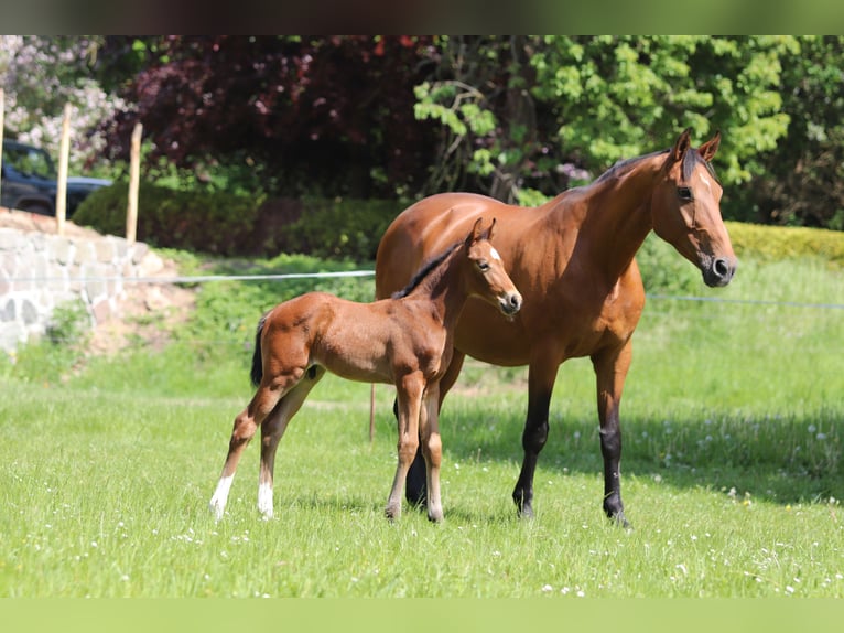 Mecklenburg-varmblod Hingst Föl (04/2024) 165 cm Brun in Klütz