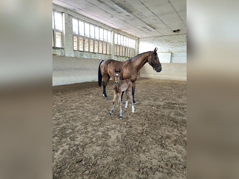 Mecklenburg-varmblod Hingst Föl (04/2024) 165 cm Brun in Klütz