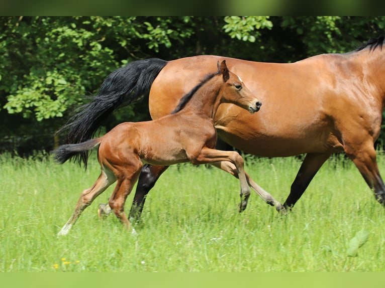 Mecklenburg-varmblod Hingst Föl (04/2024) 165 cm Brun in Klütz