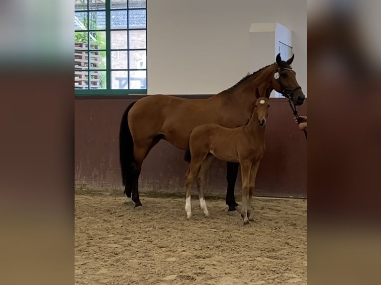 Mecklenburg-varmblod Hingst Föl (04/2024) 165 cm Brun in Klütz