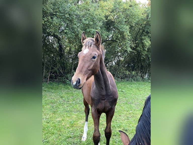 Mecklenburg-varmblod Hingst Föl (04/2024) 165 cm Brun in Klütz