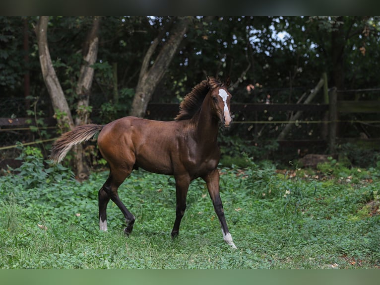 Mecklenburg-varmblod Blandning Hingst Föl (04/2024) 165 cm Brun in Dargen