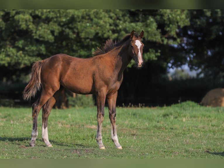 Mecklenburg-varmblod Blandning Hingst Föl (04/2024) 165 cm Brun in Dargen