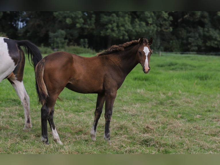 Mecklenburg-varmblod Blandning Hingst Föl (04/2024) 165 cm Brun in Dargen