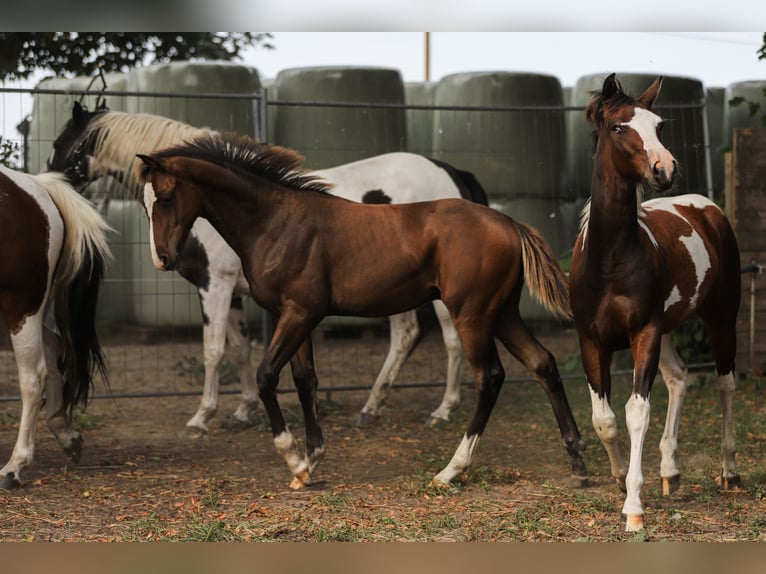 Mecklenburg-varmblod Blandning Hingst Föl (04/2024) 165 cm Brun in Dargen