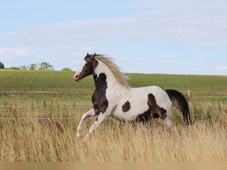 Mecklenburg-varmblod Blandning Hingst Föl (04/2024) 165 cm Brun in Dargen