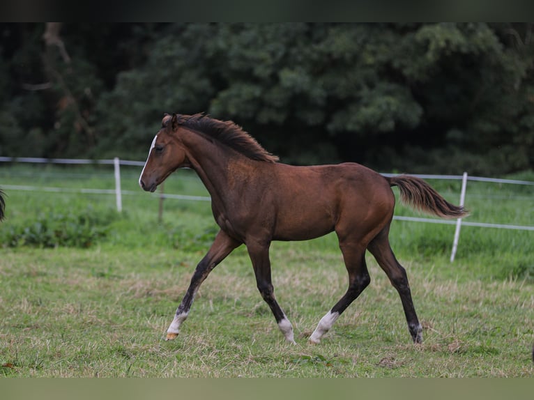 Mecklenburg-varmblod Blandning Hingst Föl (04/2024) 165 cm Brun in Dargen