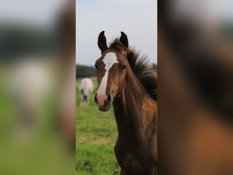 Mecklenburg-varmblod Blandning Hingst Föl (04/2024) 165 cm Brun in Dargen