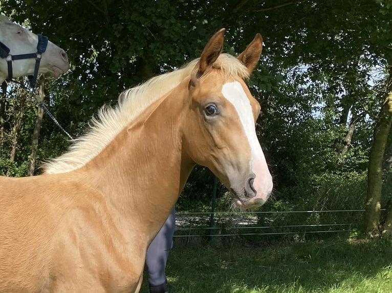 Mecklenburg-varmblod Hingst Föl (04/2024) 168 cm Palomino in Weitenhagen