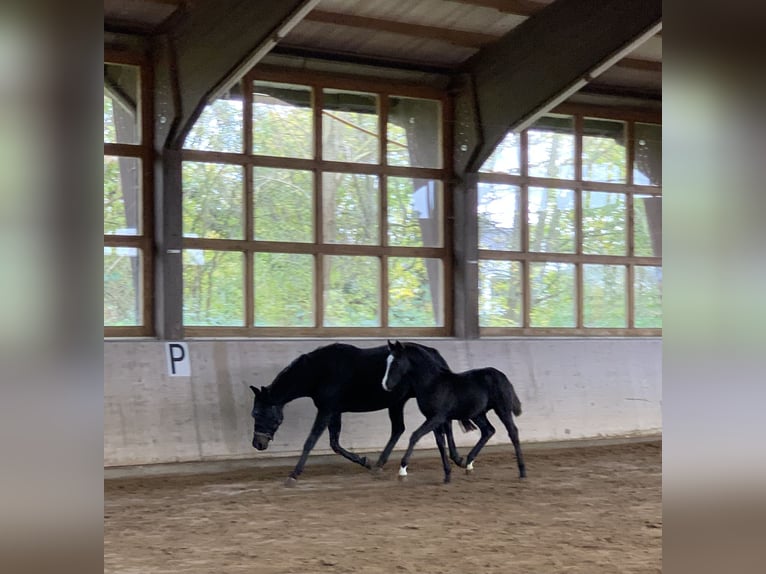 Mecklenburg-varmblod Hingst Föl (06/2024) 173 cm Svart in Röbel