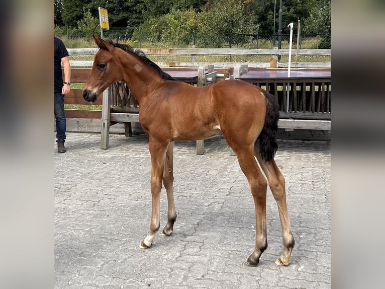 Mecklenburg-varmblod Hingst Föl (06/2024) Brun in Güstrow