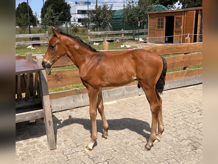 Mecklenburg-varmblod Hingst Föl (06/2024) Brun in Güstrow