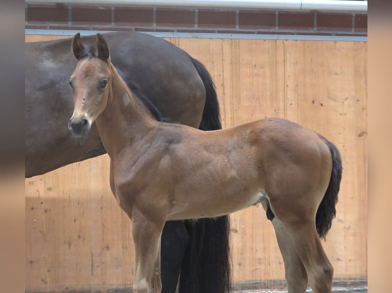 Mecklenburg-varmblod Hingst Föl (06/2024) Brun in Güstrow