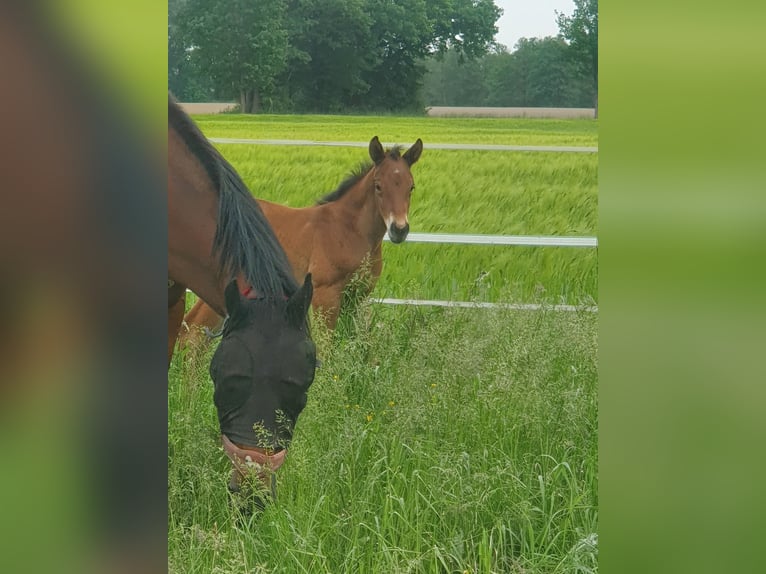 Mecklenburg-varmblod Hingst Föl (05/2024) Brun in Luckau