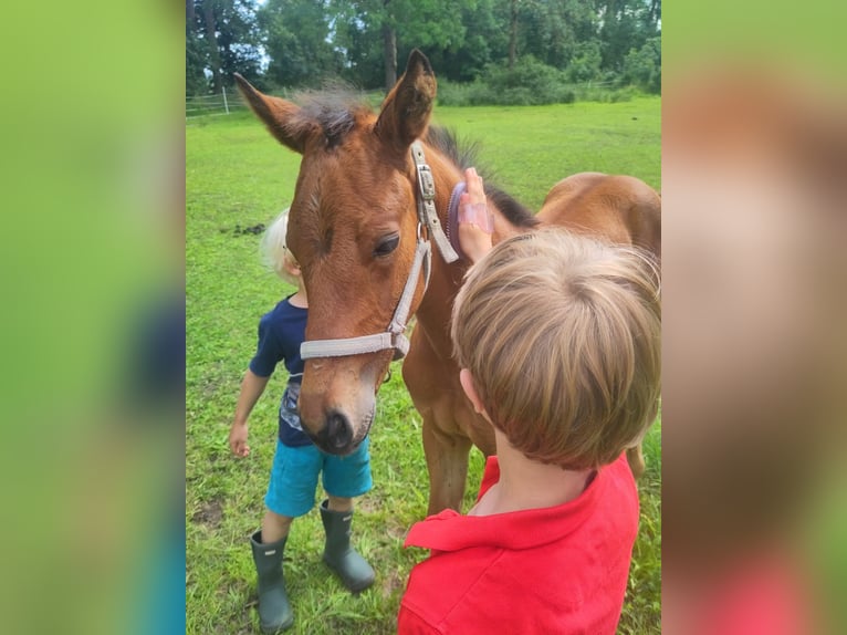 Mecklenburg-varmblod Hingst Föl (05/2024) Brun in Luckau