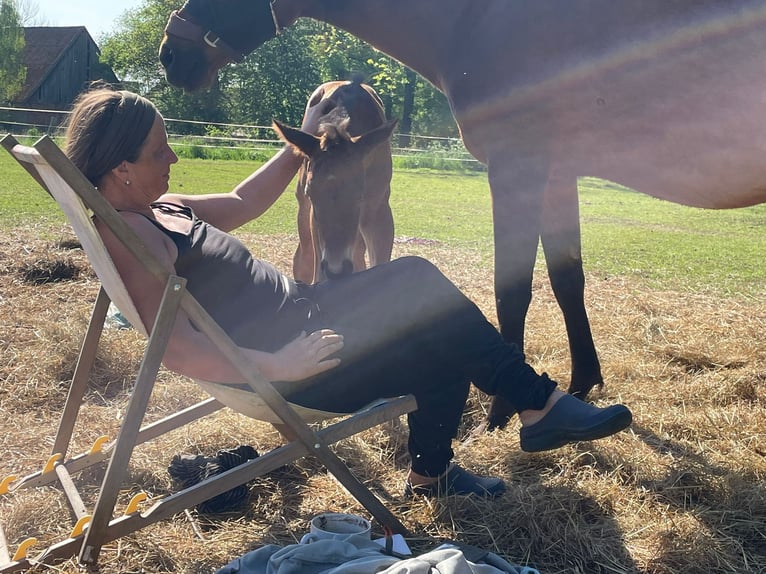 Mecklenburg-varmblod Hingst Föl (05/2024) Brun in Luckau