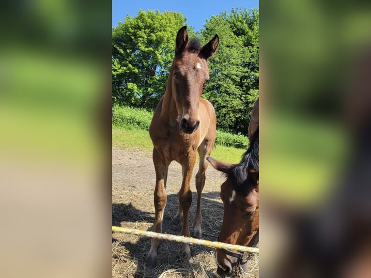 Mecklenburg-varmblod Hingst Föl (04/2024) Brun in Warnkenhagen