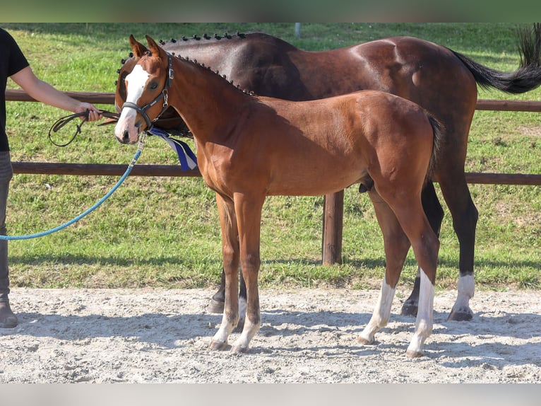 Mecklenburg-varmblod Hingst Föl (04/2024) Brun in Penzlin