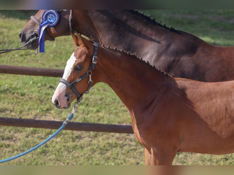 Mecklenburg-varmblod Hingst Föl (04/2024) Brun in Penzlin