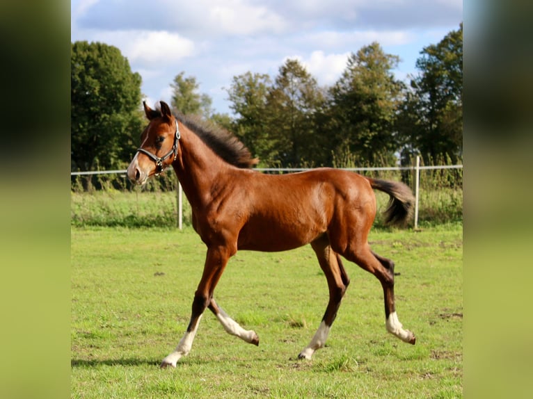 Mecklenburg-varmblod Hingst Föl (06/2024) Brun in Stavenhagen, Reuterstadt