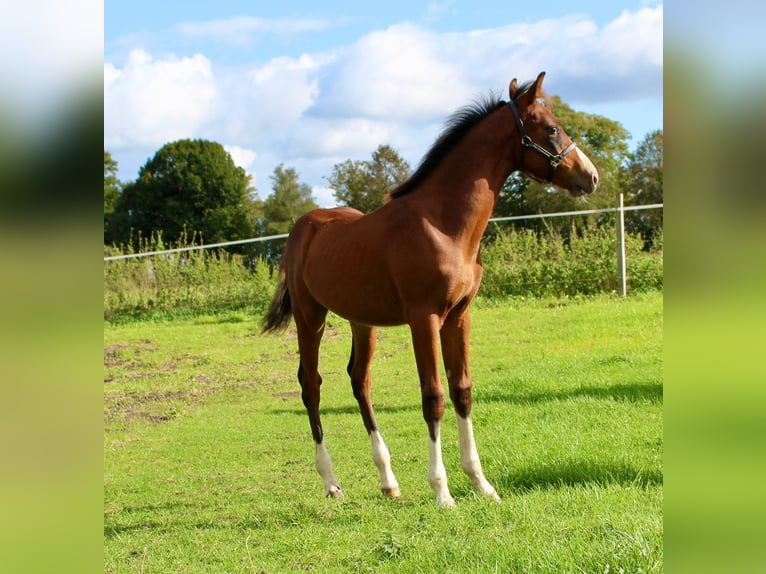 Mecklenburg-varmblod Hingst Föl (06/2024) Brun in Stavenhagen, Reuterstadt