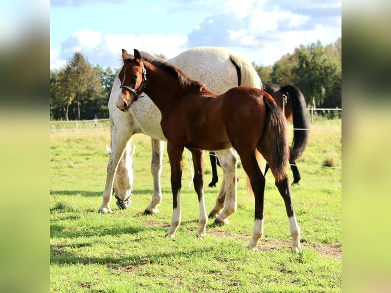 Mecklenburg-varmblod Hingst Föl (06/2024) Brun in Stavenhagen, Reuterstadt