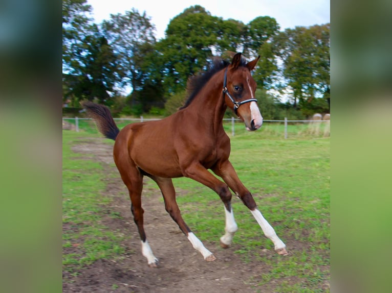 Mecklenburg-varmblod Hingst Föl (06/2024) Brun in Stavenhagen, Reuterstadt