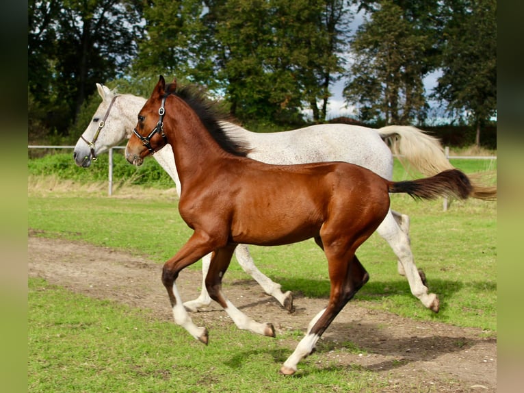 Mecklenburg-varmblod Hingst Föl (06/2024) Brun in Stavenhagen, Reuterstadt